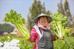 各地积极摸索实践现代化大农业成长新